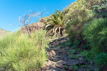 Hiking on La Gomera. In the mountains of the Valle Gran Rey on the Canary island La Gomera. The long distance trail leads to El Cercado, a mountain and pottery village in the highlands