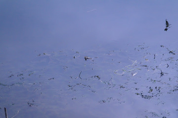 A frog sits in a fresh water