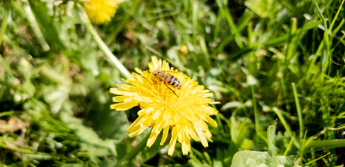 Bee collects nectar.Bee on a flower collects nectar