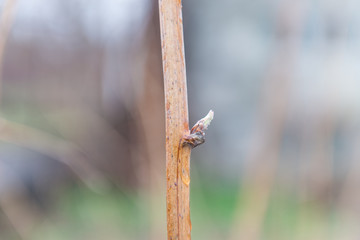 A branch of raspberry bush with blooming leaves close-up. Young leaf. Sprig background