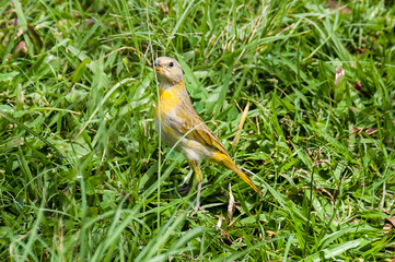Nature, animal; bird in a natural environment