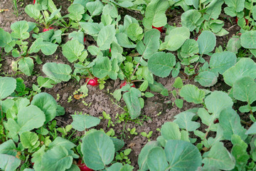The beds of juicy, colorful radish in the garden in spring. Rules for growing radish. Spring well of vitamins.