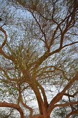 Bahrain Tree of Life 