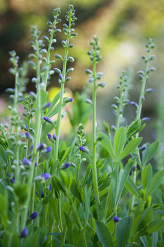 Purple Flowers 3