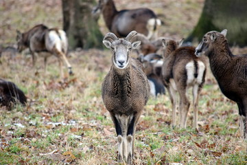 Naklejka na ściany i meble Mouflon Herd Ovis Aries Musimon in Winter Forest Stock Photo