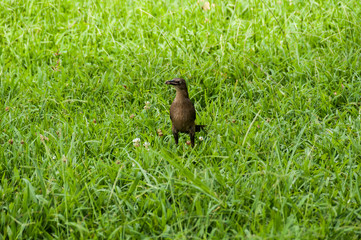 Fototapeta premium Nature, animal; bird in a natural environment