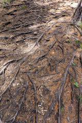 Tree roots on the pathway in the forest in autumn season