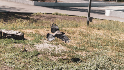 A lonely sad crow flying low in the park. Flapping wing of the city gray crow