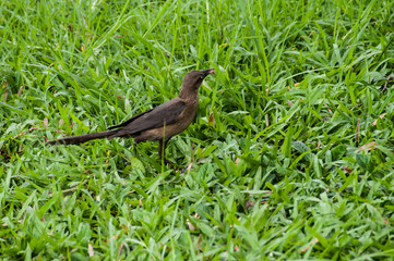 Nature, animal; bird in a natural environment