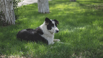 A lonely stray dog with sad eyes is lying on the grass and waiting for its owner. Hungry friend in the park