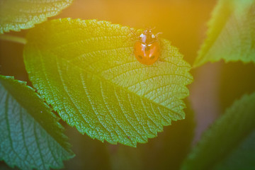 Ladybug in the foliage in the sunset