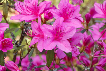 Pink rhododendron flowers in a garden during spring