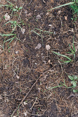Ground texture in the forest with a leaves and tree roots. Autumn forest ground