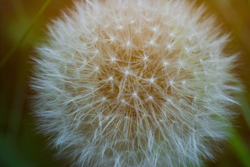 Fototapeta premium Dandelion w promieniach makro- zmierzch