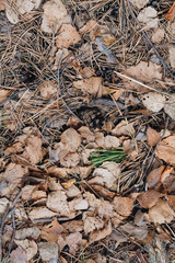 Ground texture in the forest with a leaves and tree roots. Autumn forest ground