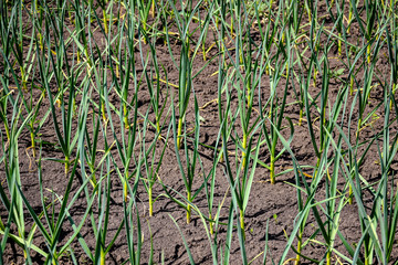 Rows of vegetable beds planted with garlic in the rural kitchen garden.