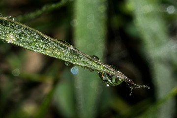 dew on the grass