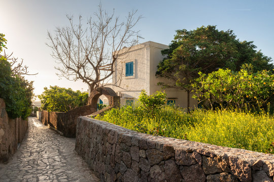 typical narrow streets on the island of panarea in sicily and in the foreground a fig tree