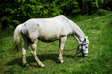 Naklejka na ściany i meble White horse grazing on a green meadow in a summer day