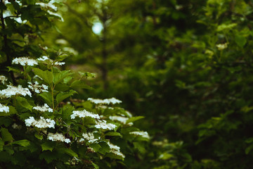 Summer background. Flowering bush viburnum with dark green leaves. Selective focus, blurred background, copy space. Summer image in dark colors. Vintage, retro style.