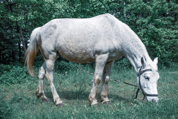 White horse grazing on a green meadow in a summer day
