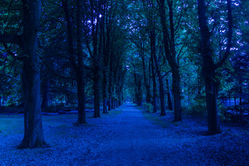 path through dark forest at night