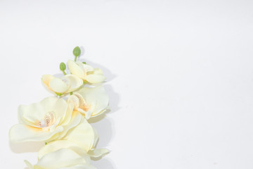 Fototapeta na wymiar Cream orchid on a white background. Artificial flower. Place under the text.