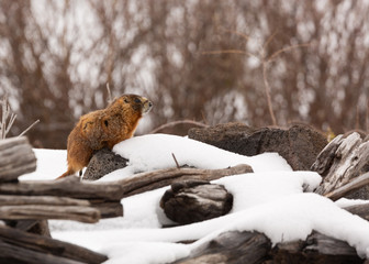 A ground hog or yellow bellied marmot looks for his shadow and doesn't see it while the cold winter wind ruffles his fur.