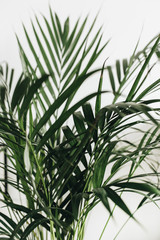 Closeup of palm leaves on white background. Tropical nature concept.