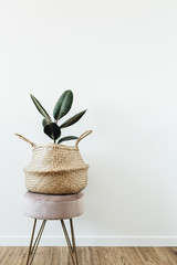 Home plant ficus elastica robusta in straw bag on stool on white background. Minimal modern...