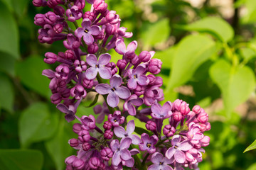  branch of lilac among the leaves