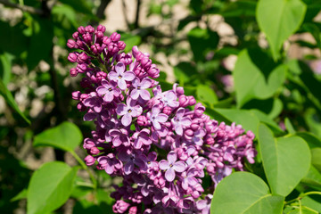 lilac flower bush with sunshine
