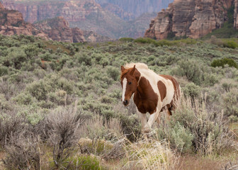 A brown and white pinto horse walks through the sagebrush of the American southwest with the wind...