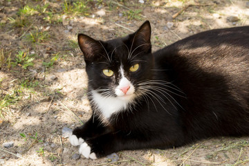 black and white cat on earth