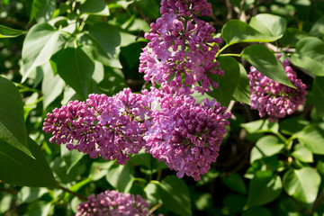 Fototapeta na wymiar lilac flowers among the leaves