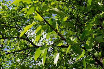  pear tree branches against the sky