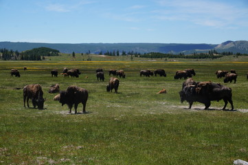 Grazing Bisons