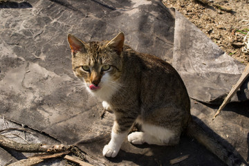 stray cat with tongue hanging out