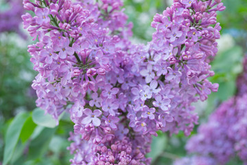 lilac bush with green leaves
