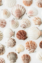 Sea shells pattern on white background. Flat lay, top view minimal scallop texture.