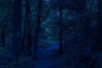 path through dark forest at night