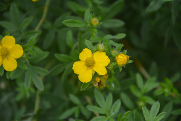 Obraz premium Flower