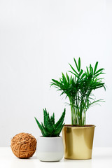 Succulent plants aloe and palm in different pots. Potted house plants and coconut ball decor on white shelf against white wall.