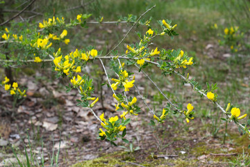 Yellow flower of hairy greenweed. genista pilosa. Genista pilosa, commonly known as hairy greenweed, silkyleaf broom, silkyleaf woadwaxen and creeping broom. forest flowers