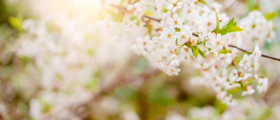 Photo of white lilac on blurred background