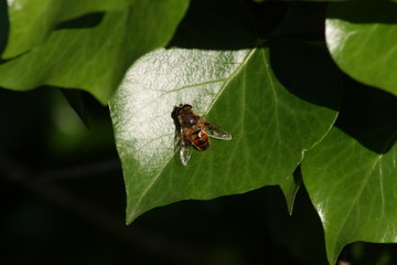 abeja, insecto, hojas, naturaleza, bichos