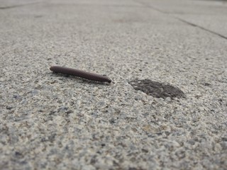 Milpiés solitario