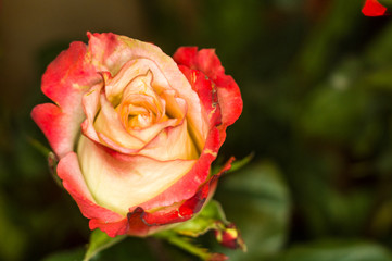 Beautiful yellow-red Rose flower. Nature. close up, selective focus
