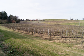 Fototapeta na wymiar Hill fields with vineyards