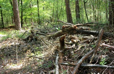 Holzhaufen im Wald